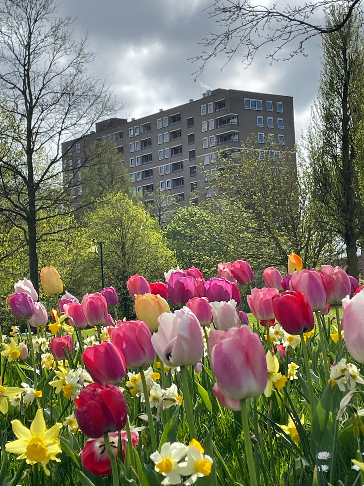 kleurvol tulpenbed voor de flat